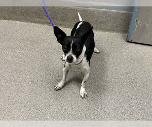 Rat-Cha Dogs for adoption in Las Vegas, NV, USA