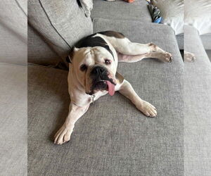 Bulldog Dogs for adoption in St. Louis Park, MN, USA