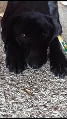 Medium Photo #1 Labrador Retriever-Unknown Mix Puppy For Sale in Florence, AL, USA