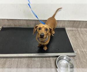 Dachshund Dogs for adoption in Pasadena, CA, USA