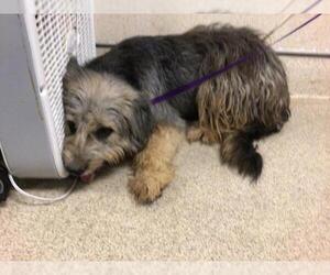 Mutt Dogs for adoption in Riverside, CA, USA