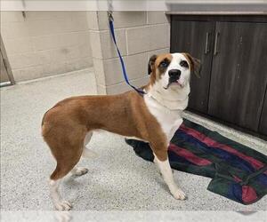 Labrador Retriever-Unknown Mix Dogs for adoption in Conroe, TX, USA