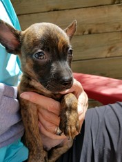 Boston Huahua Dogs for adoption in Lakewood, CO, USA