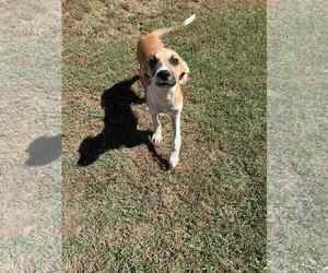 Beagle-Mountain Cur Mix Dogs for adoption in Columbus, IN, USA