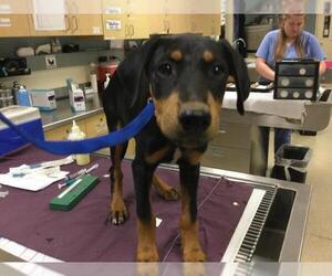 Doberman Pinscher-Unknown Mix Dogs for adoption in Riverside, CA, USA