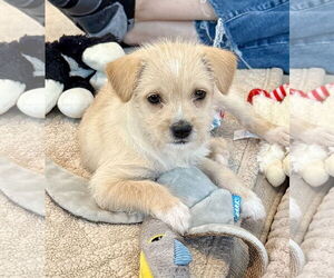 Chihuahua-Unknown Mix Dogs for adoption in Plainfield, IL, USA