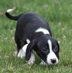 Boglen Terrier Dogs for adoption in Mechanicsburg, PA, USA