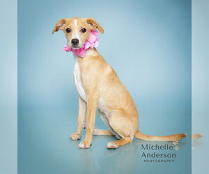 Mutt Dogs for adoption in Corona, CA, USA