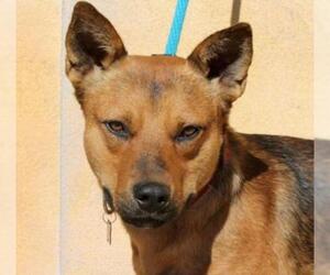 Mutt Dogs for adoption in Albuquerque, NM, USA