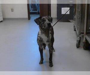 Catahoula Leopard Dog-Unknown Mix Dogs for adoption in Fayetteville, NC, USA