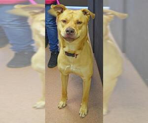 Siberian Husky-Staffordshire Bull Terrier Mix Dogs for adoption in Ogden, UT, USA