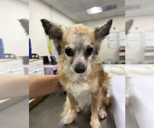 Papillon Dogs for adoption in Forestville, MD, USA