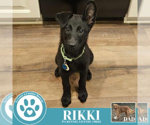 Golden Shepherd Dogs for adoption in Kimberton, PA, USA