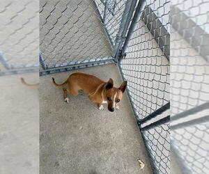 Chihuahua Dogs for adoption in Bakersfield, CA, USA