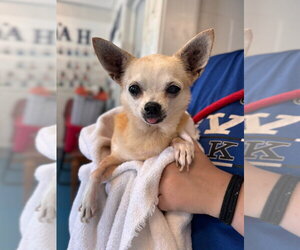 Chihuahua Dogs for adoption in Muskegon, MI, USA