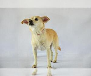 Chihuahua Dogs for adoption in Junction, TX, USA