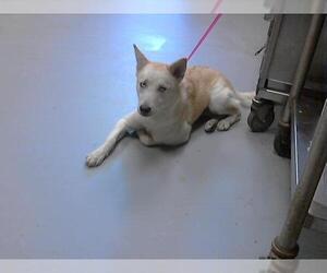 Huskies -Unknown Mix Dogs for adoption in Fayetteville, NC, USA