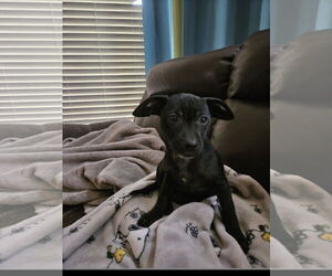 Labrador Retriever-Unknown Mix Dogs for adoption in Tracy City, TN, USA