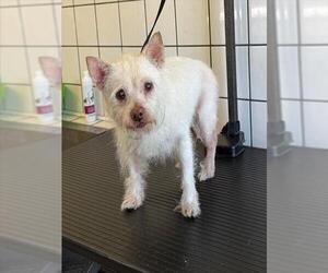 Mutt Dogs for adoption in Downey, CA, USA
