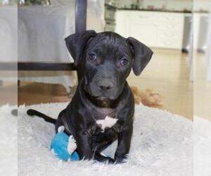 American Pit Bull Terrier Dogs for adoption in Pleasanton, CA, USA