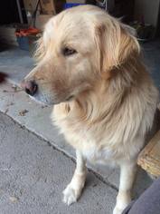 Golden Pyrenees Dogs for adoption in Whitewright, TX, USA