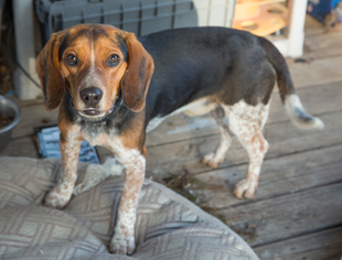 Beagle Dogs for adoption in Nesbit, MS, USA