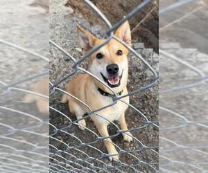 Labrador Retriever Dogs for adoption in Ogden, UT, USA