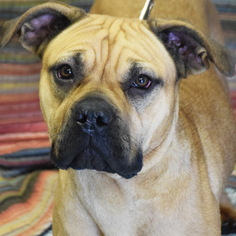 Mastiff Dogs for adoption in Huntley, IL, USA