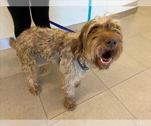 German Wirehaired Pointer-Unknown Mix Dogs for adoption in Rancho Cucamonga, CA, USA