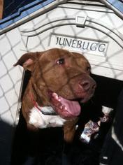 American Pit Bull Terrier Dogs for adoption in Jefferson, TX, USA