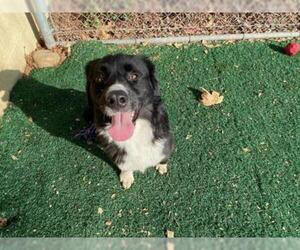 Australian Mountain Dog Dogs for adoption in Chula Vista, CA, USA