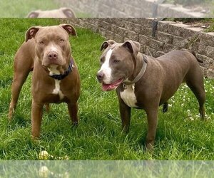 American Pit Bull Terrier Dogs for adoption in Rockaway, NJ, USA