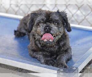 Shih Tzu Dogs for adoption in Ojai, CA, USA