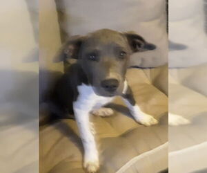 American Pit Bull Terrier-Unknown Mix Dogs for adoption in Bolivar, MO, USA