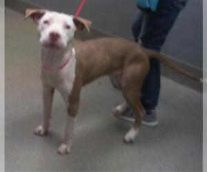 American Pit Bull Terrier-Unknown Mix Dogs for adoption in Las Vegas, NV, USA