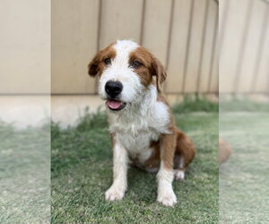 Mutt Dogs for adoption in PIPE CREEK, TX, USA