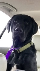 Labrador Retriever Dogs for adoption in Fresno, CA, USA