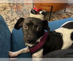 Chihuahua-Unknown Mix Dogs for adoption in Plainfield, IL, USA