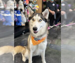 Siberian Husky Dogs for adoption in Carrollton, TX, USA