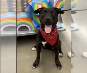 Labrador Retriever Dogs for adoption in Bakersfield, CA, USA