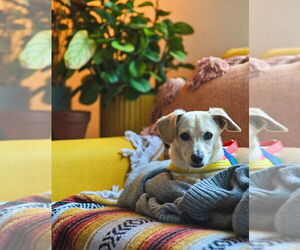 Chiweenie Dogs for adoption in Dana Point, CA, USA