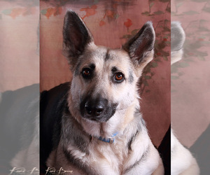 Medium Photo #1 German Shepherd Dog Puppy For Sale in fort worth, TX, USA