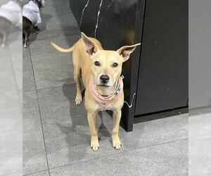 Rat-Cha Dogs for adoption in Rockaway, NJ, USA
