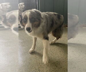 Australian Shepherd Dogs for adoption in Osgood, IN, USA