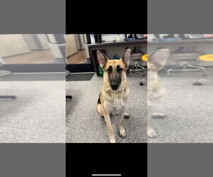 German Shepherd Dog Dogs for adoption in Great Bend, KS, USA
