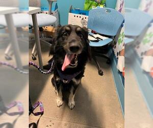 Collie-Unknown Mix Dogs for adoption in Houston, TX, USA