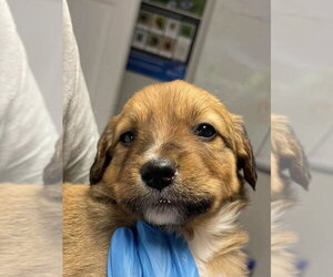 Jack Russell Terrier-Rhodesian Ridgeback Mix Dogs for adoption in Bolivar, MO, USA