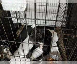 American Staffordshire Terrier Dogs for adoption in Gainesville, FL, USA