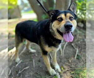 German Shepherd Dog Dogs for adoption in Long Beach, CA, USA