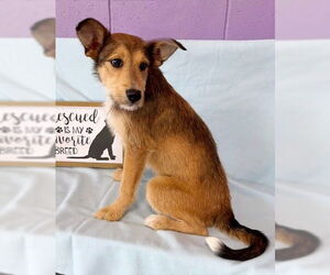 Mutt Dogs for adoption in Genesee, WI, USA